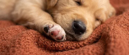 Sleeping Golden Retriever Puppy Close-Up