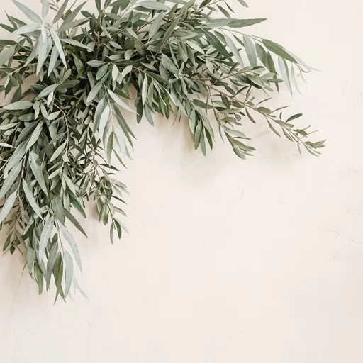 Olive and Eucalyptus Bough on Cream Background