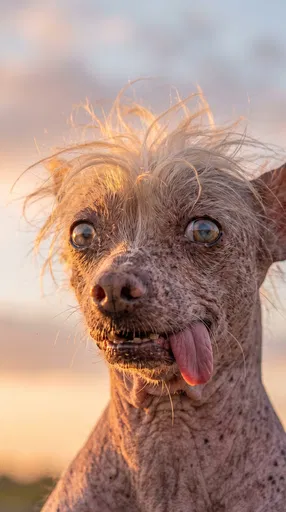 Close-Up Portrait of Quirky Chinese Crested Dog
