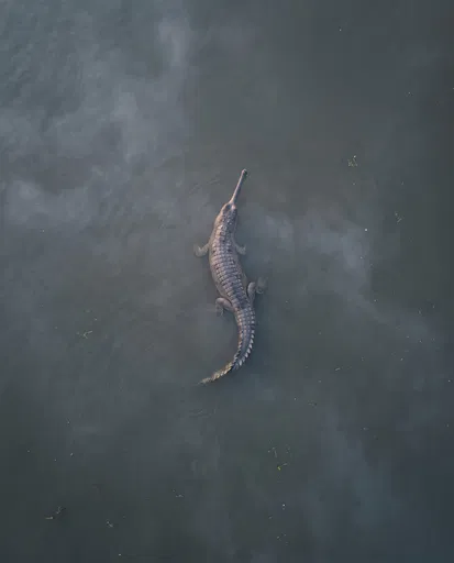 Aerial View of Gharial in Misty Water