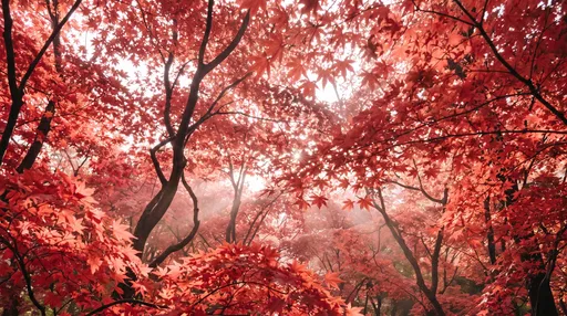 Backlit Red Japanese Maple Canopy