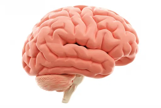 3D Coral Pink Human Brain Profile