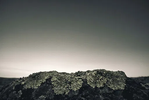 Lichen on Boulder at Dusk