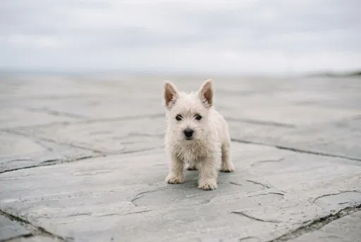 White Westie Puppy on Gray Flagstones
