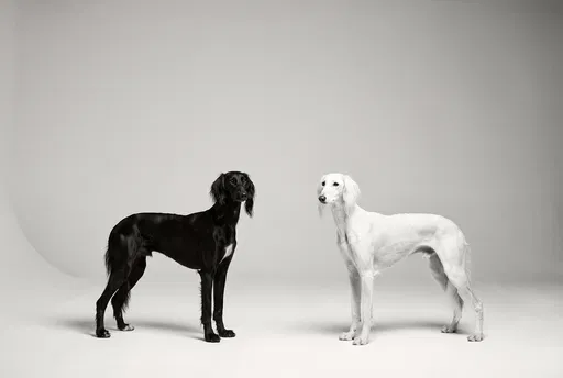 Black and White Saluki Dogs in Studio