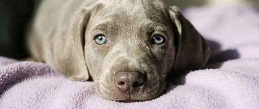 Weimaraner Puppy on Lavender Blanket