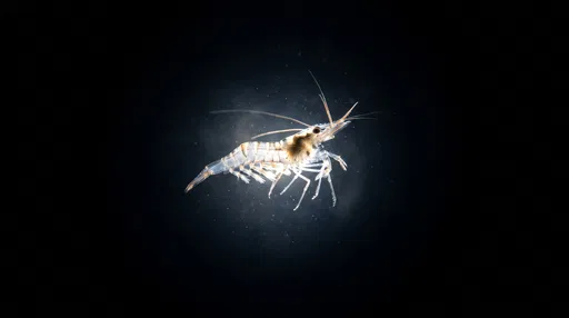 Backlit Translucent Glass Shrimp Underwater