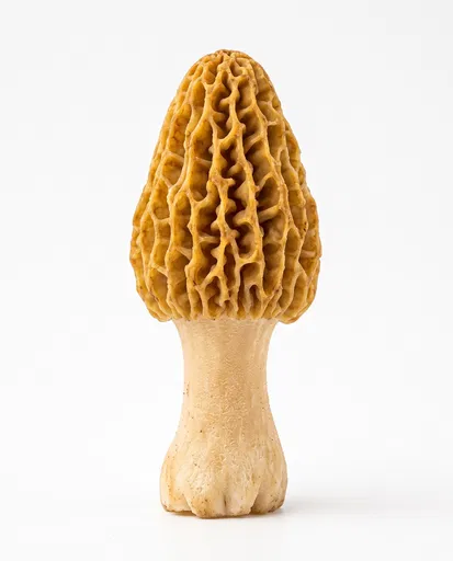 Yellow Morel Mushroom on White Background