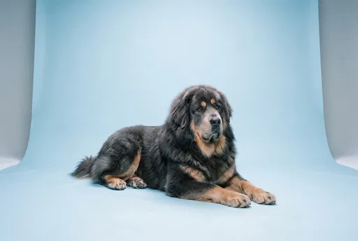 Tibetan Mastiff on Blue Studio Backdrop