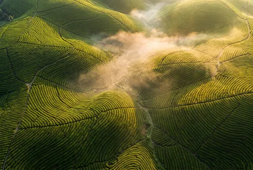Aerial View of Misty Tea Plantations