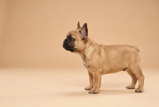 Fawn French Bulldog Puppy Profile