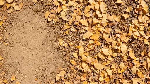 Golden Ginkgo Leaves on Sandy Ground