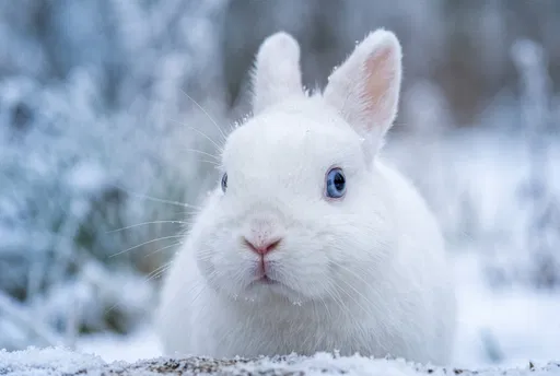 White Blue-Eyed Rabbit in Winter Snow