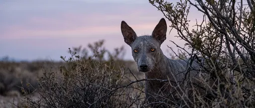Hairless Canine in Desert Scrub at Twilight