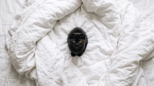 Black Kitten on White Duvet