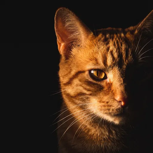 Dramatic Side-Lit Ginger Cat Portrait