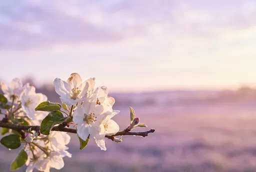 Backlit Apple Blossoms at Sunrise