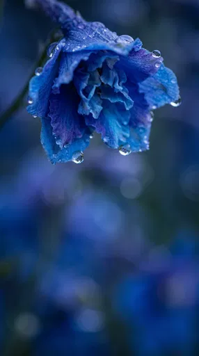 Blue Larkspur Blossom With Dewdrops