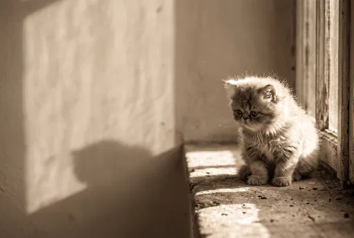 Sepia Persian Kitten on Sunlit Windowsill