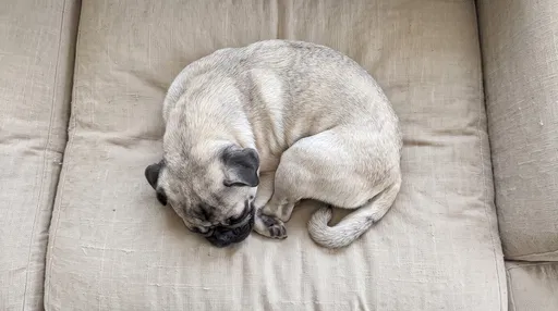 Sleeping Pug Curled on Linen Sofa Cushion