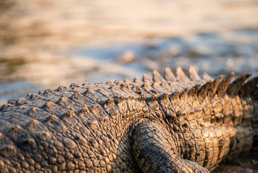 Close-Up of Crocodilian Scales in Golden Light