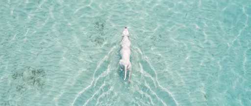Aerial View of White Dog Swimming
