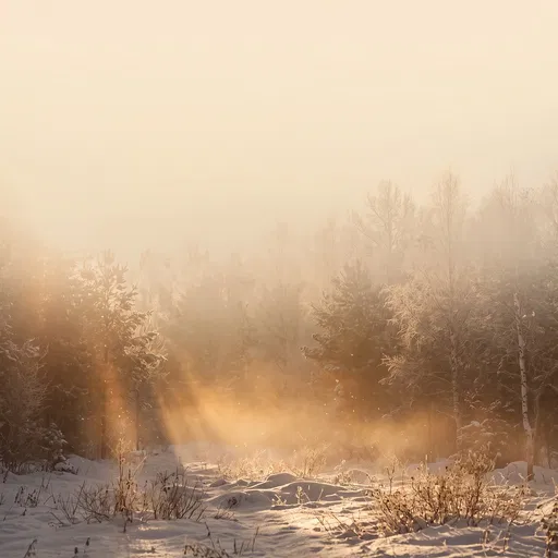 Golden Sunrise Over Snowy Forest Clearing