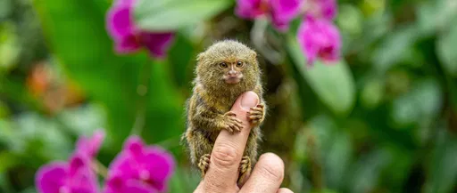Tiny Pygmy Marmoset Clinging to Finger