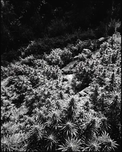 Monochrome Hillside Canopy of Flowering Cannabis