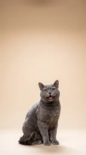 Gray Cat Studio Portrait with Copy Space
