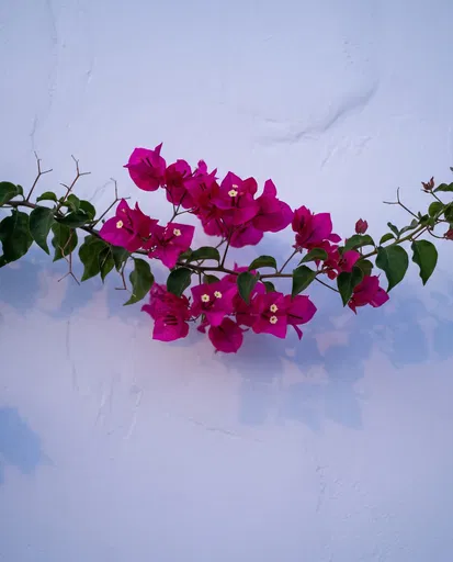 Magenta Bougainvillea Branch on White Wall