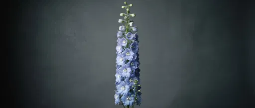 Centered Blue Delphinium on Gray Backdrop