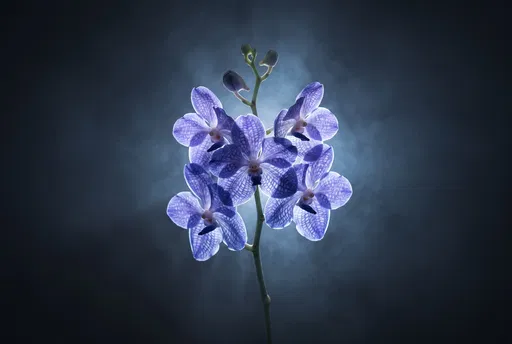Backlit Blue Vanda Orchid Stem