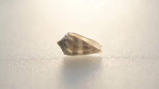 Translucent Cone Shell on Frosted Surface
