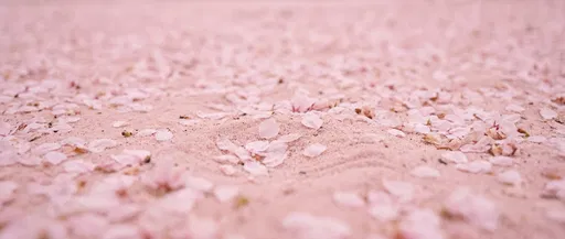 Fallen Cherry Blossom Petals on Pink Sand