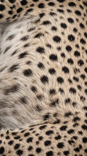 Macro Close-Up of Spotted Cheetah Fur