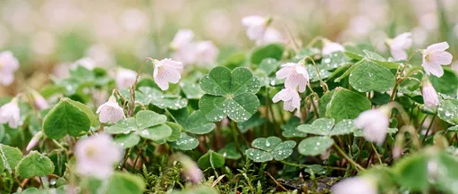 Four-Leaf Clover With Pink Blossoms