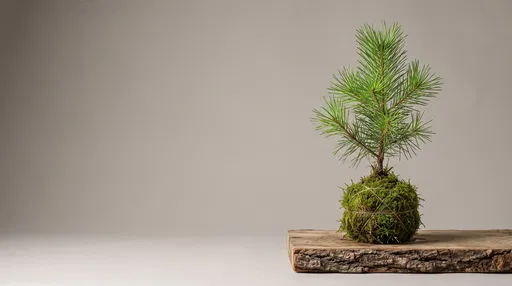 Young Pine Sapling in Moss Ball