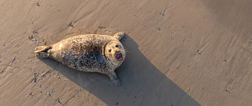 Aerial View of Surprised Seal on Beach