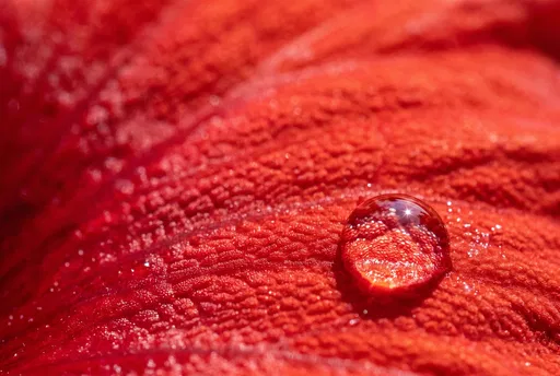 Water Droplet on Red Flower Petal