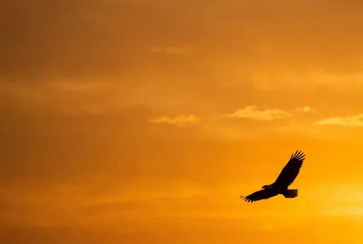 Bald Eagle Silhouette in Sunset Sky