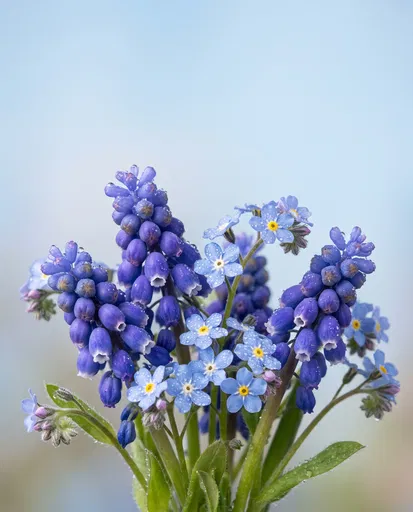Blue Grape Hyacinths and Forget-Me-Nots