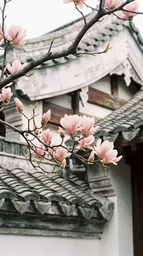Pink Magnolia Blossoms by Traditional Chinese Roof