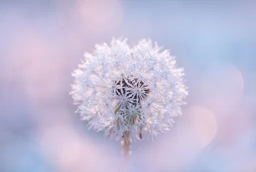 Frosted Dandelion on Pastel Bokeh Background