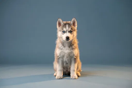 Siberian Husky Puppy Studio Portrait