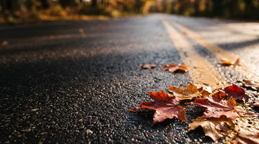 Autumn Maple Leaves on Sunlit Asphalt Road