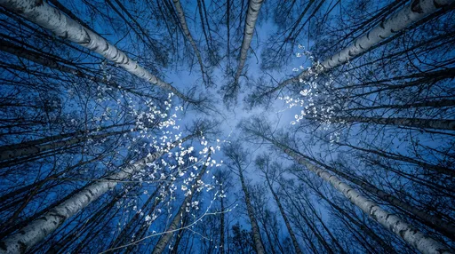 Birch Forest Canopy at Blue Hour