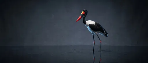 Saddle-Billed Stork Studio Portrait in Water