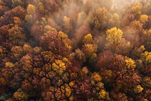 Aerial View of Misty Autumn Forest Canopy