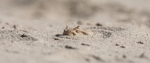 Horned Snake Buried in Desert Sand